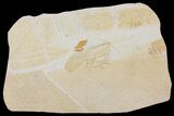 Giant Jurassic Locust (Pycnophlebia) Fossil - Solnhofen Limestone #167801-1